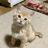 馴れ馴れ半長毛　左近くん　2ヶ月