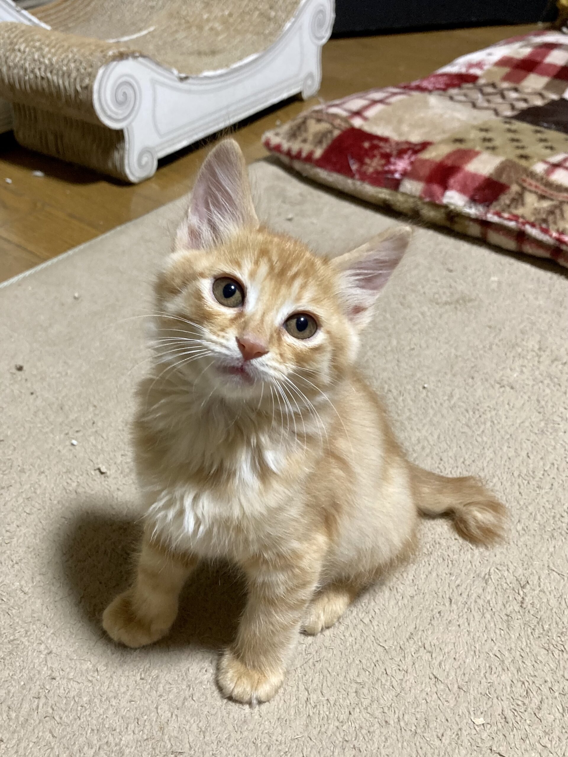 馴れ馴れ半長毛　左近くん　2ヶ月