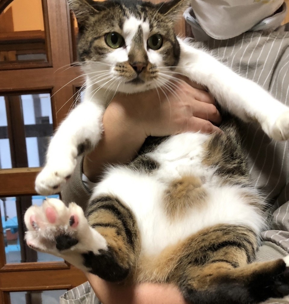 【動画あり】猫部屋イチのユニークっ娘。おとぼけな表情がたまらない！