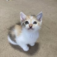 人馴れ抜群　パステル三毛　みりんちゃん　1ヶ月半