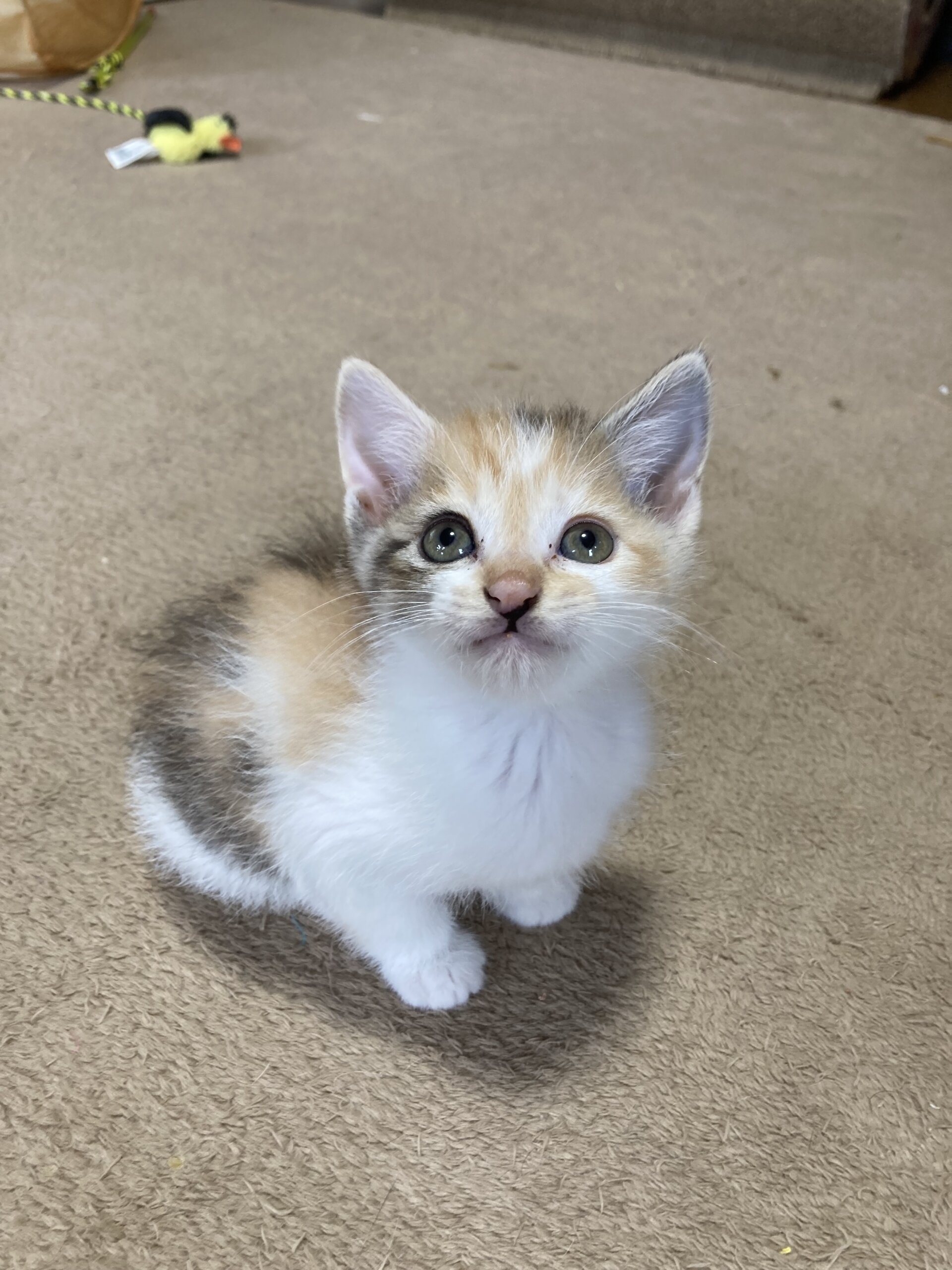 人馴れ抜群　パステル三毛　みりんちゃん　1ヶ月半