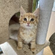 馴れ馴れ半長毛　右近くん　2ヶ月