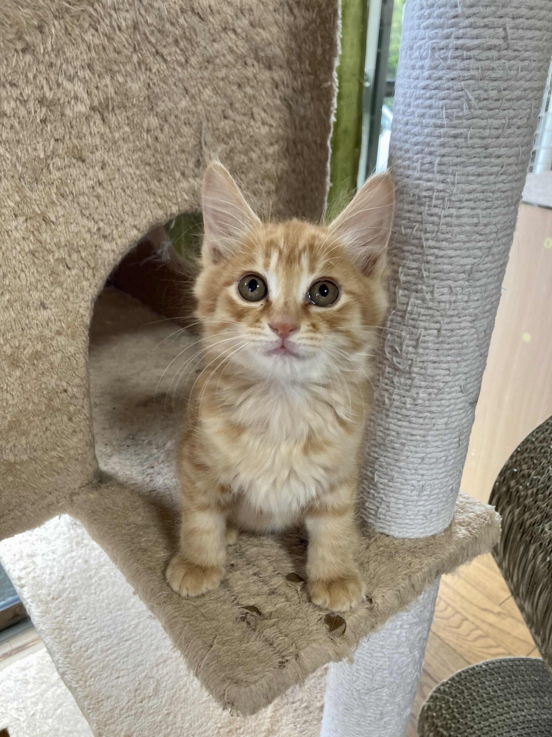 馴れ馴れ半長毛　右近くん　2ヶ月