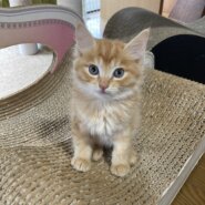 馴れ馴れ半長毛　信長くん　2ヶ月