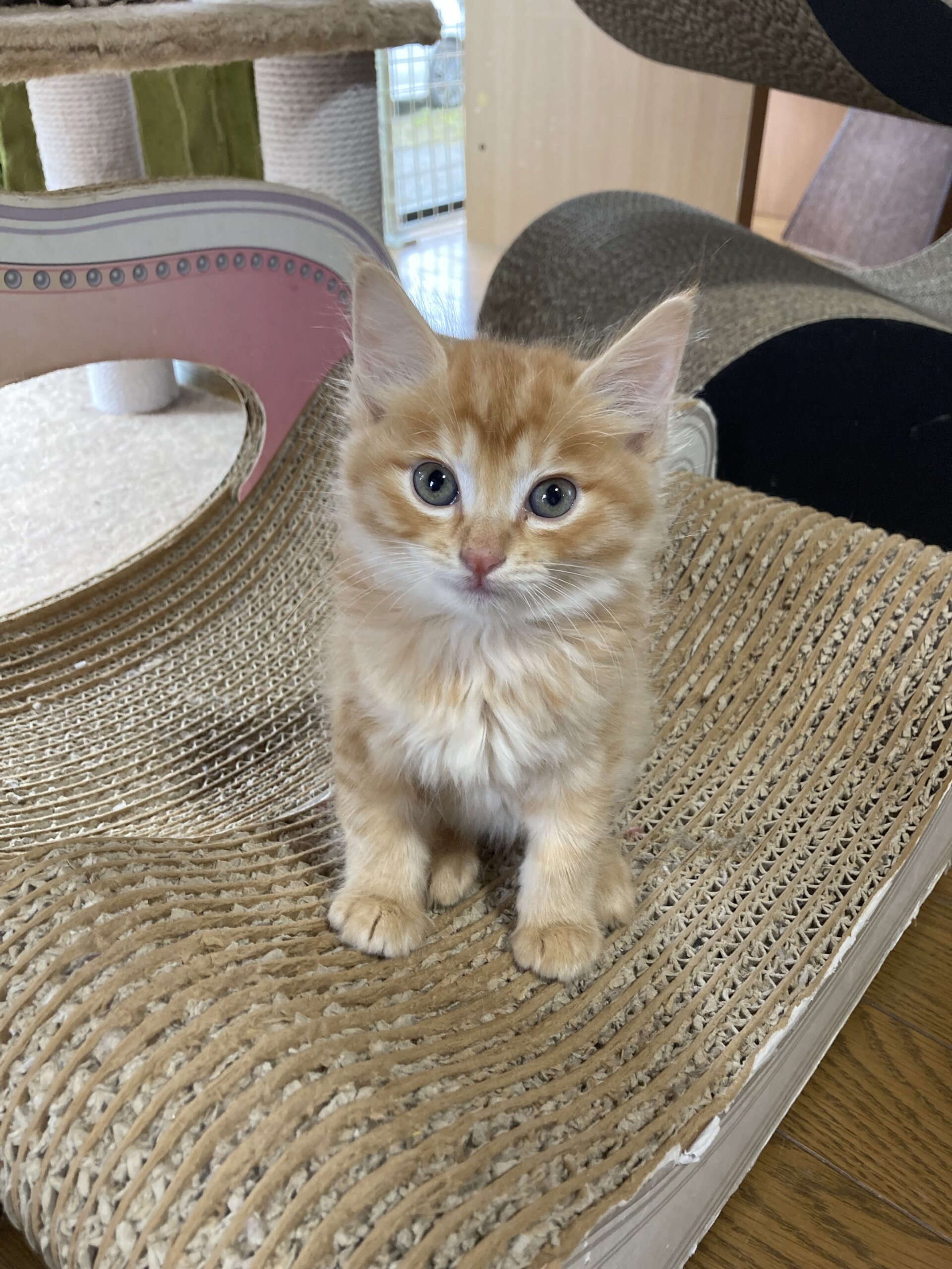 馴れ馴れ半長毛　信長くん　2ヶ月