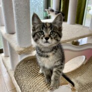 ベタベタ甘えん坊　茶々ちゃん　2ヶ月