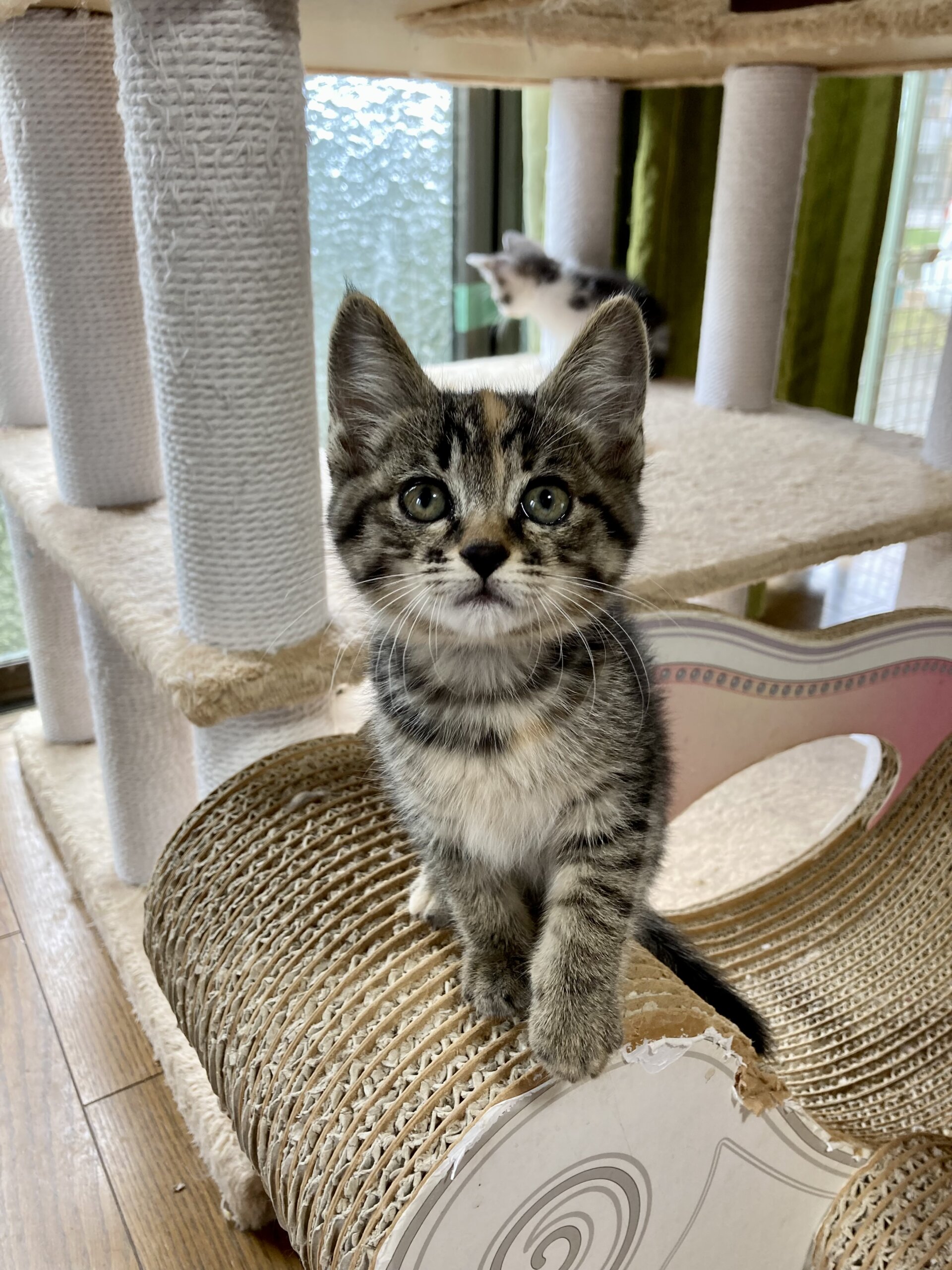 ベタベタ甘えん坊　茶々ちゃん　2ヶ月