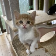 人馴れ抜群　茶白　おかか君　1ヶ月半