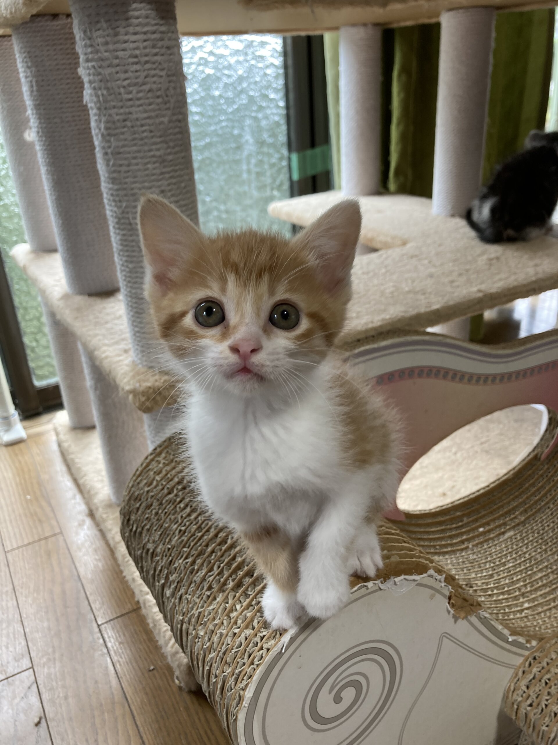 人馴れ抜群　茶白　おかか君　1ヶ月半