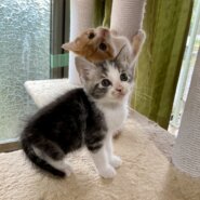 マイペースでのんびり　サバ白　いわし君　1ヶ月半