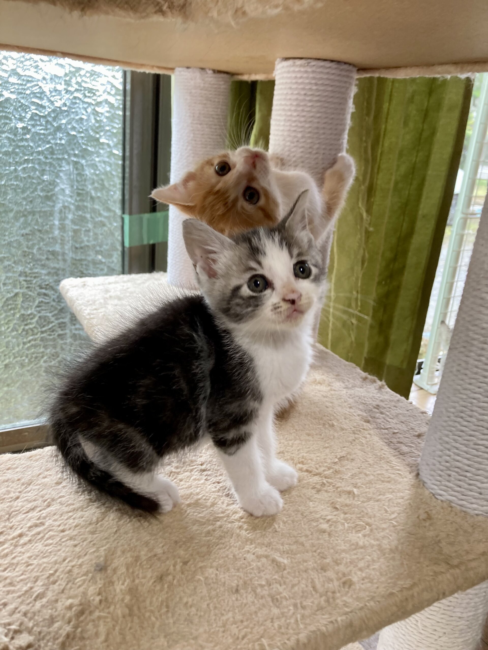 マイペースでのんびり　サバ白　いわし君　1ヶ月半