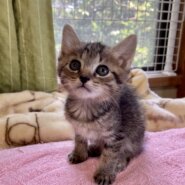 人馴れ抜群　キジトラ　にぼし君　1ヶ月半