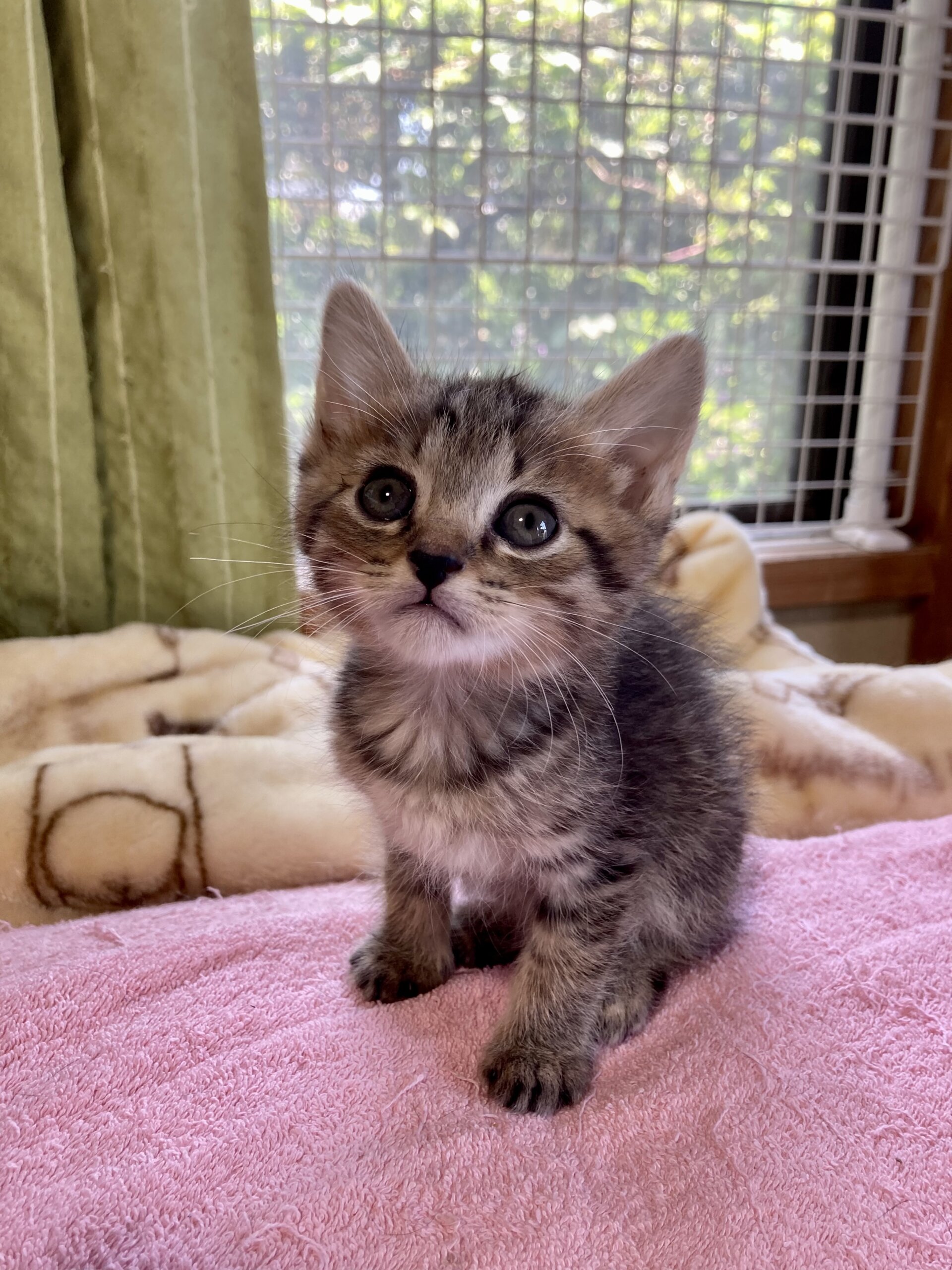 人馴れ抜群　キジトラ　にぼし君　1ヶ月半