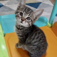 膝や肩に乗るのが大好き　ねねちゃん　2ヶ月