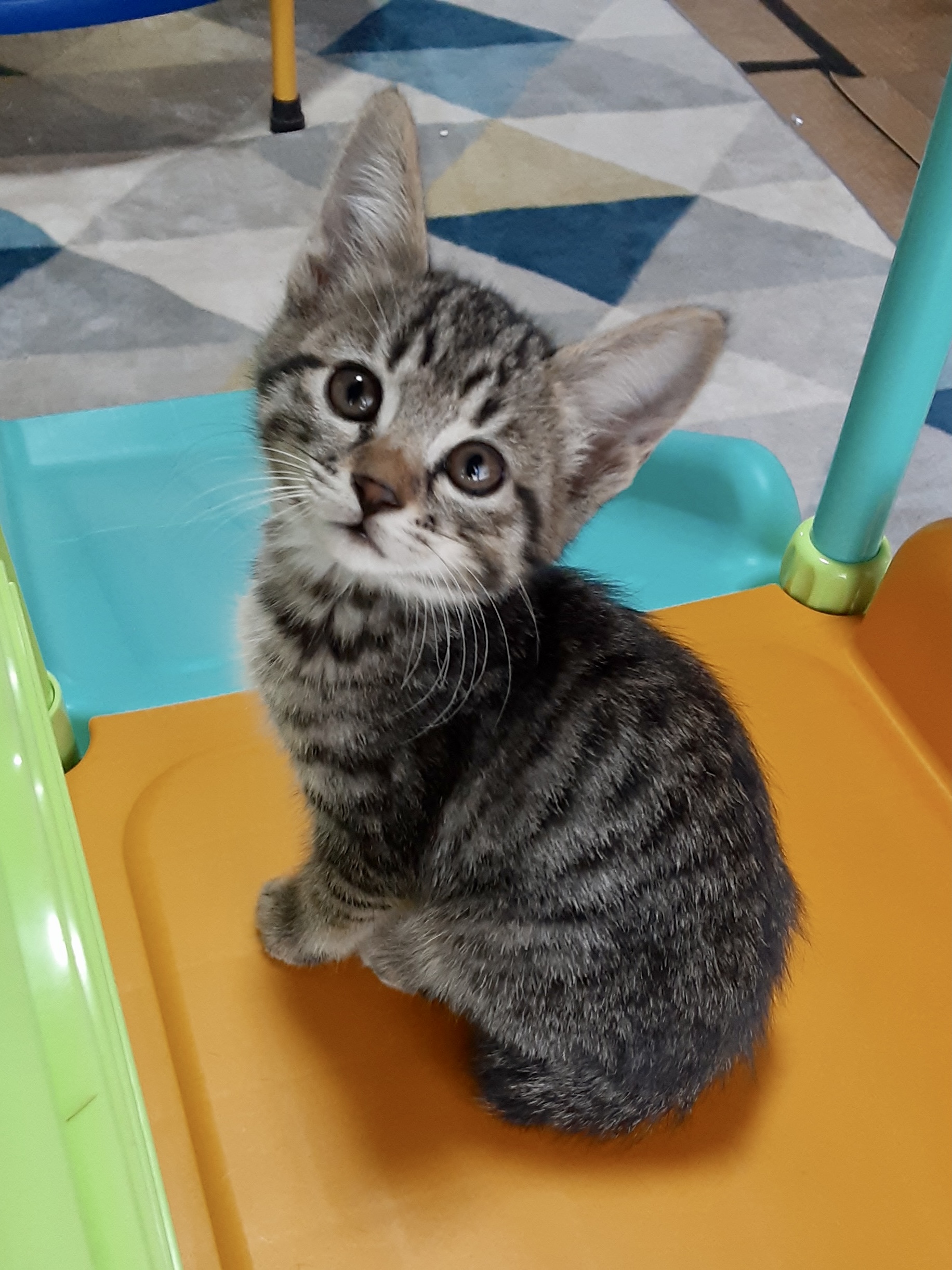 膝や肩に乗るのが大好き　ねねちゃん　2ヶ月