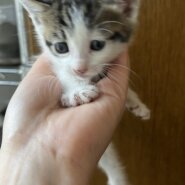 黒いしっぽのかわいい男の子の子猫です