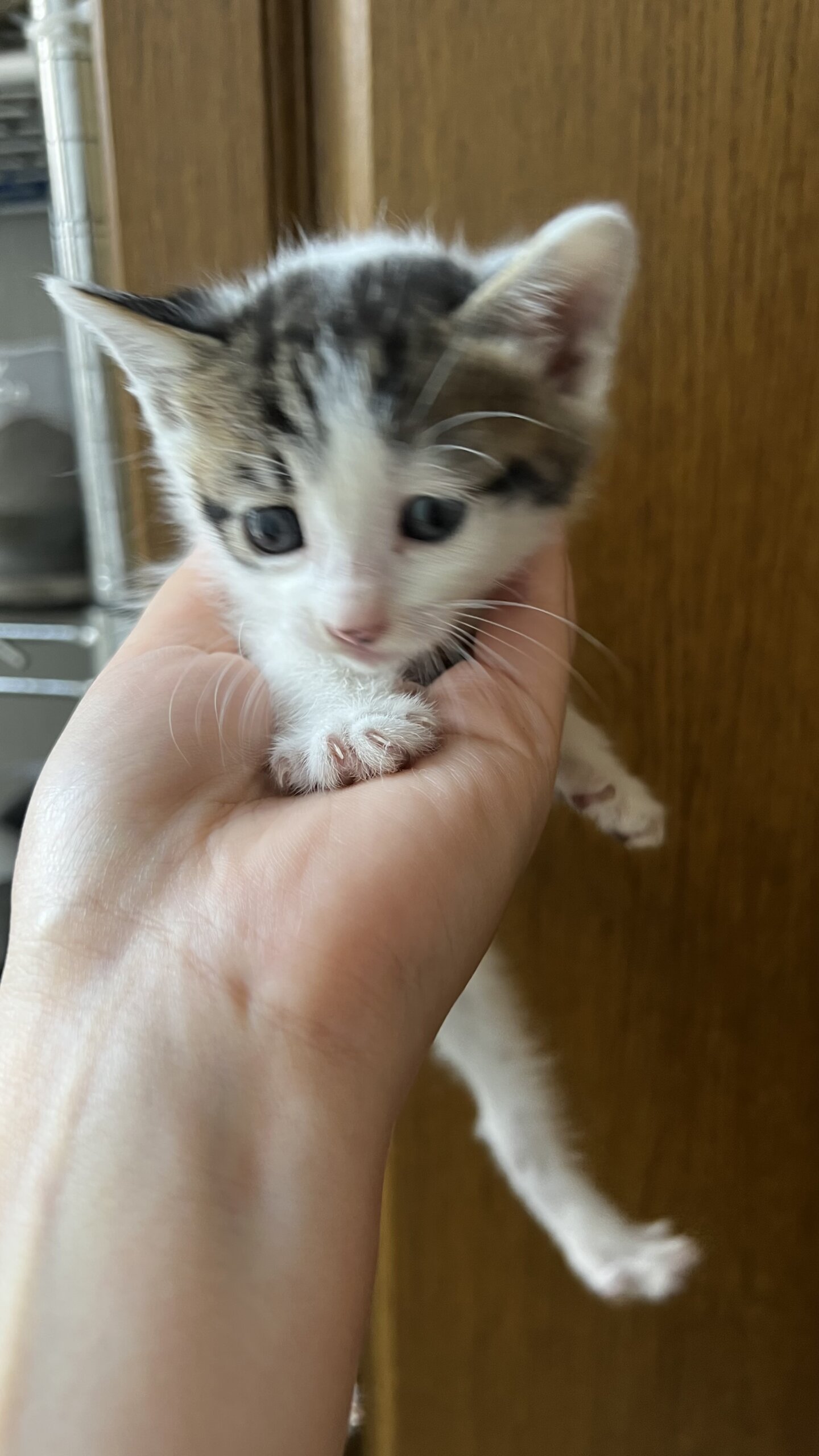 黒いしっぽのかわいい男の子の子猫です