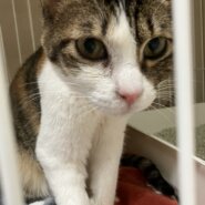 【譲渡決定】キンカン：ナデナデが大好きな穏やかな女の子。