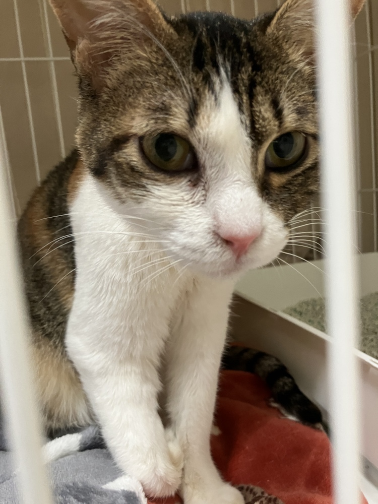 【譲渡決定】キンカン：ナデナデが大好きな穏やかな女の子。