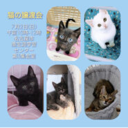ねこの譲渡会