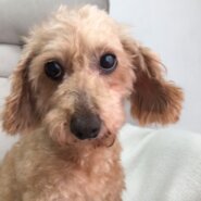 【トイプードル】さつきちゃん。7歳ぐらい。