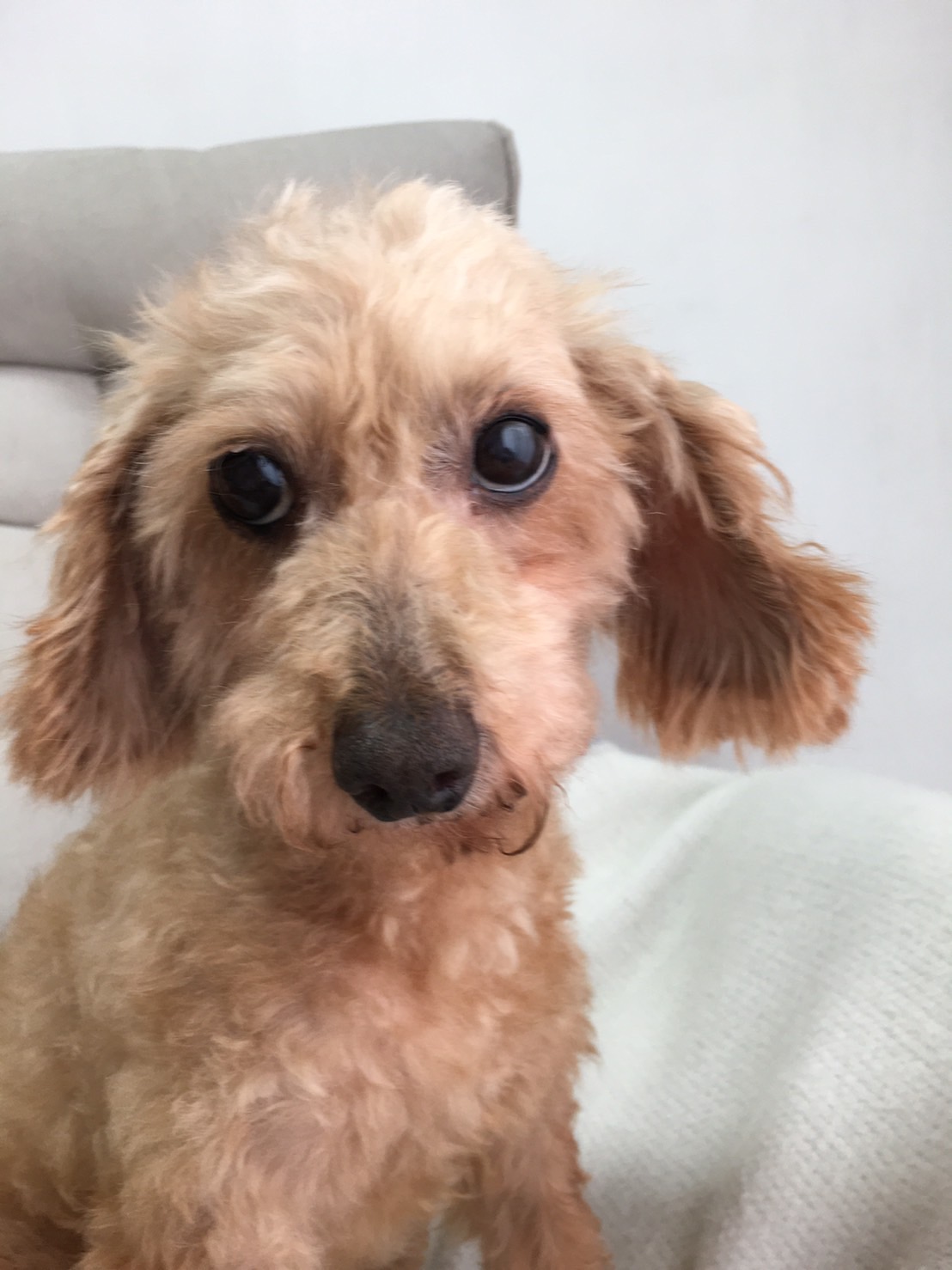 【トイプードル】さつきちゃん。7歳ぐらい。