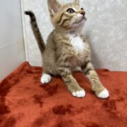 3兄弟お手手繋いで譲渡会！幸せ掴め❤ちょこぱん