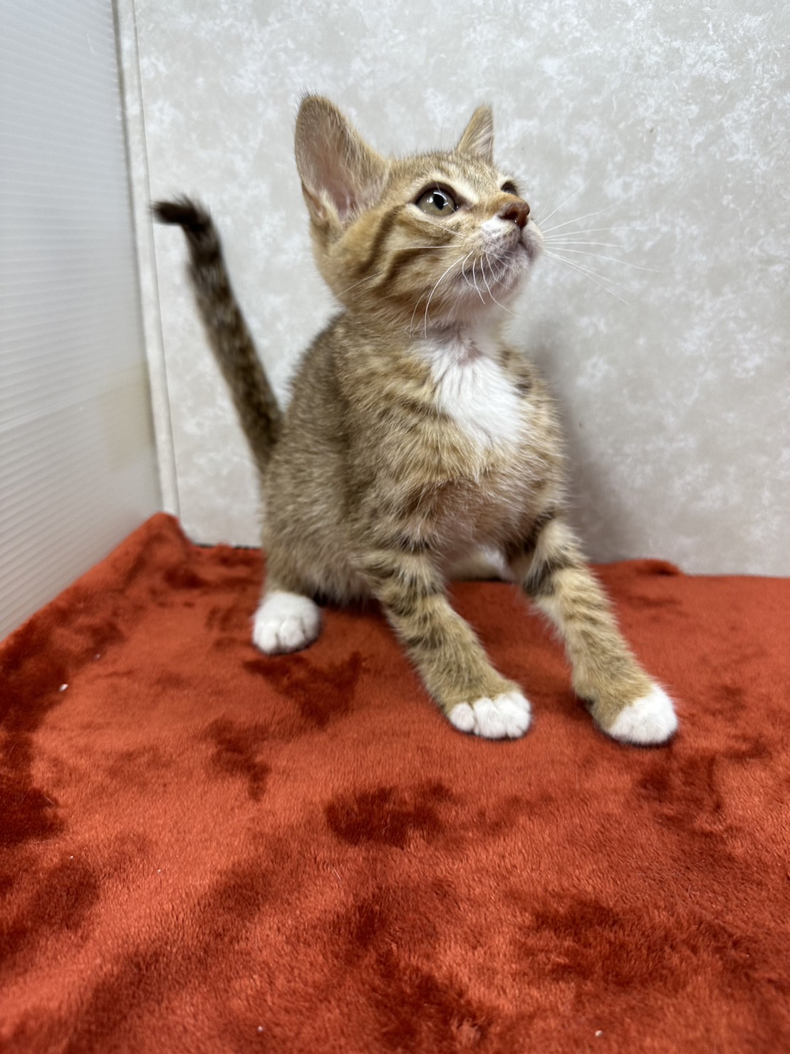 3兄弟お手手繋いで譲渡会！幸せ掴め❤ちょこぱん