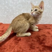 3兄弟お手手繋いで譲渡会！幸せ掴め❤レモン