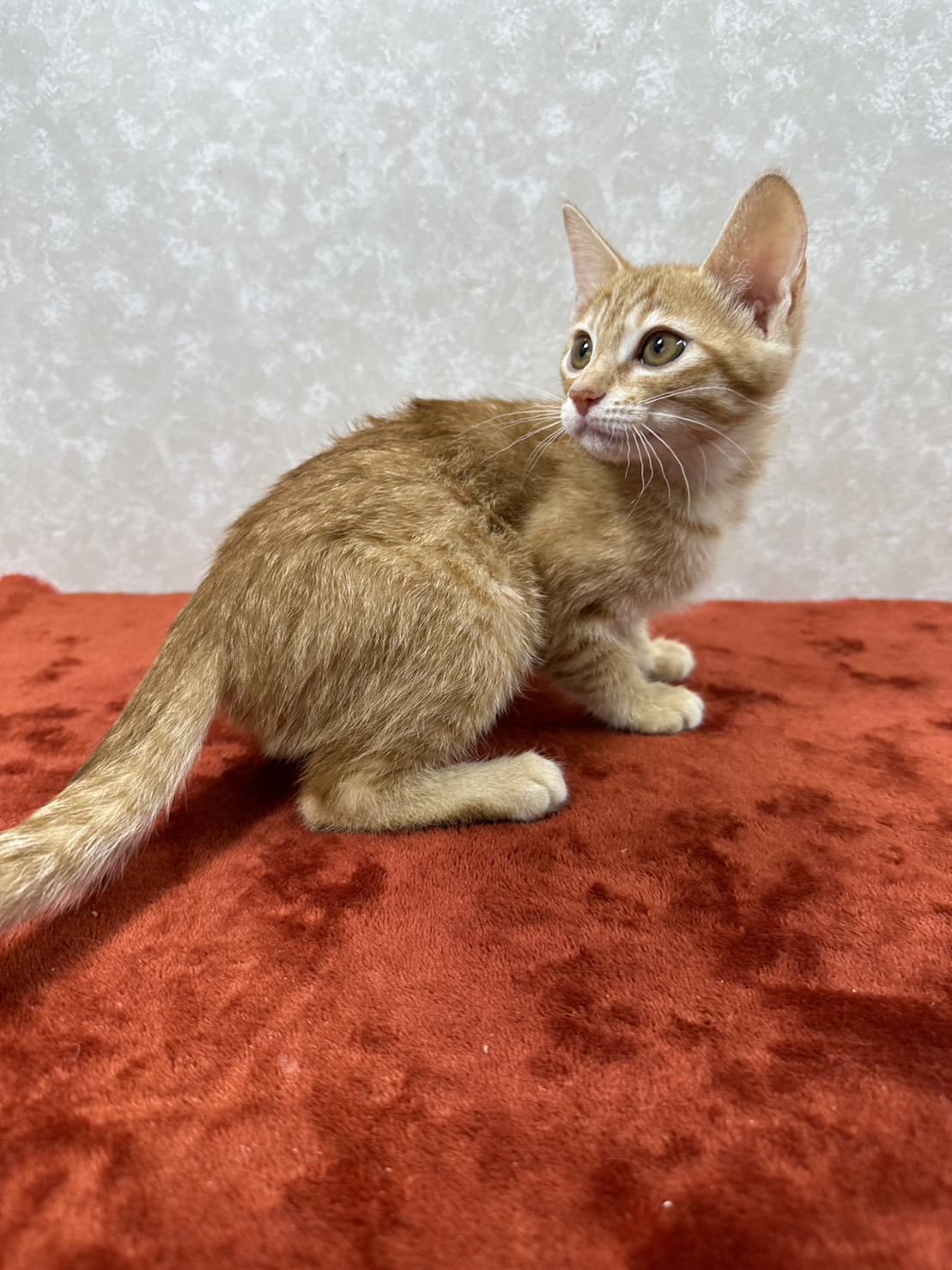 3兄弟お手手繋いで譲渡会！幸せ掴め❤レモン