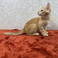 3兄弟お手手繋いで譲渡会！幸せ掴め❤ぽこぽん