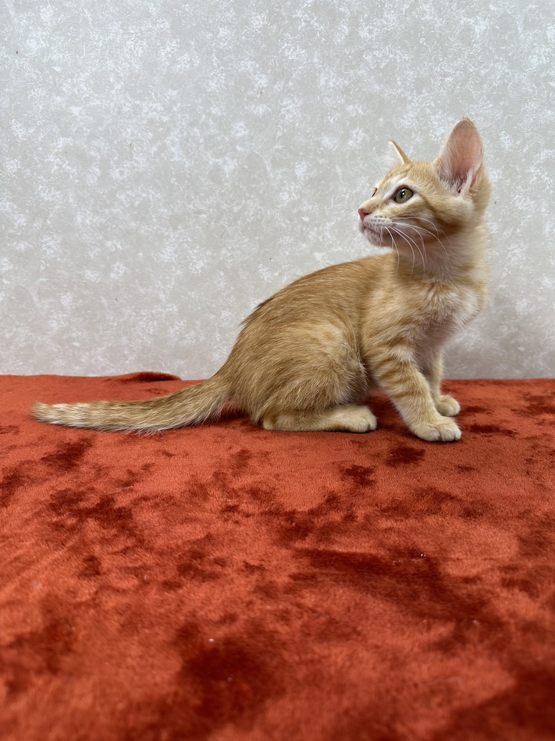 3兄弟お手手繋いで譲渡会！幸せ掴め❤ぽこぽん