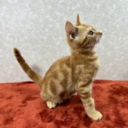 マンチカンとアメショMIX！甘えっ子❤ビーム