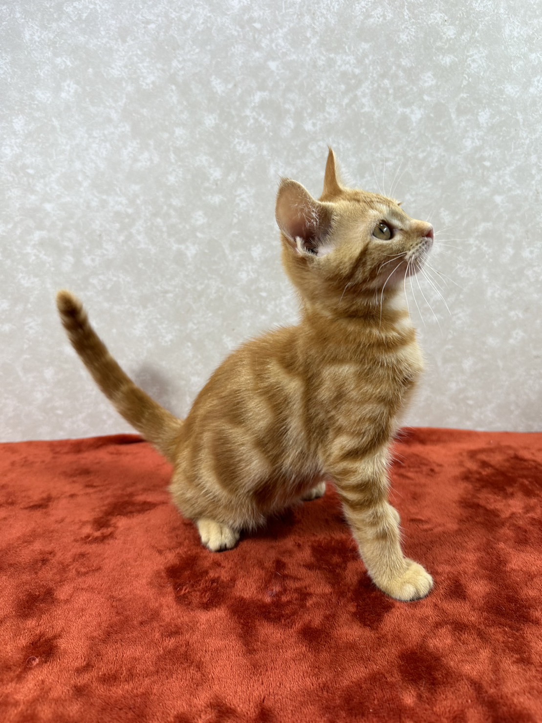 マンチカンとアメショMIX！甘えっ子❤ビーム