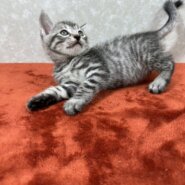 サバトラ好き必見！クールに甘える　ませ猫❤キング