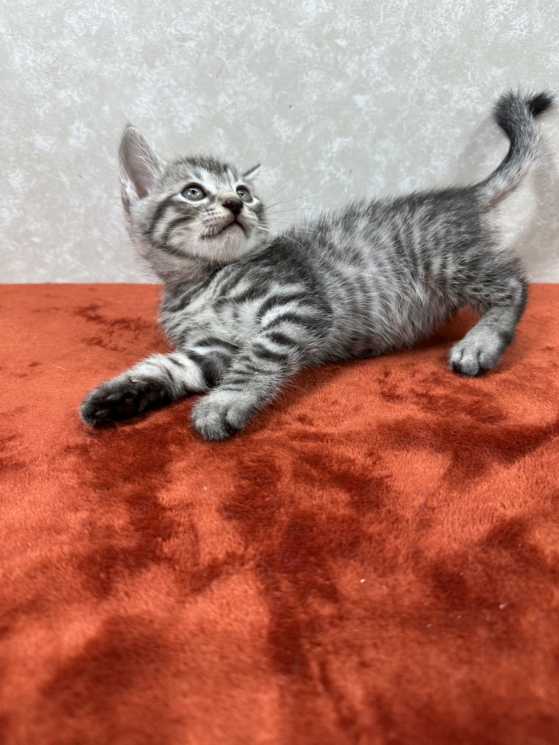 サバトラ好き必見！クールに甘える　ませ猫❤キング