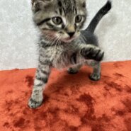 肉球に汗かきながら譲渡会！ビジュアル系美猫❤プラダ