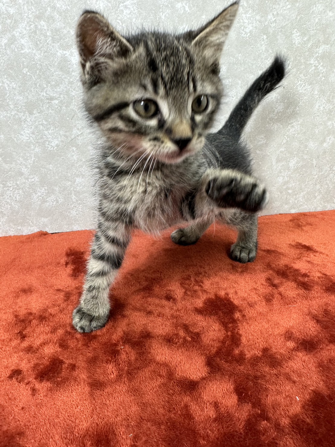 肉球に汗かきながら譲渡会！ビジュアル系美猫❤プラダ