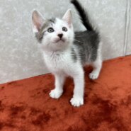 猫がいる生活の素晴らしさを教えてくれる❤しらす