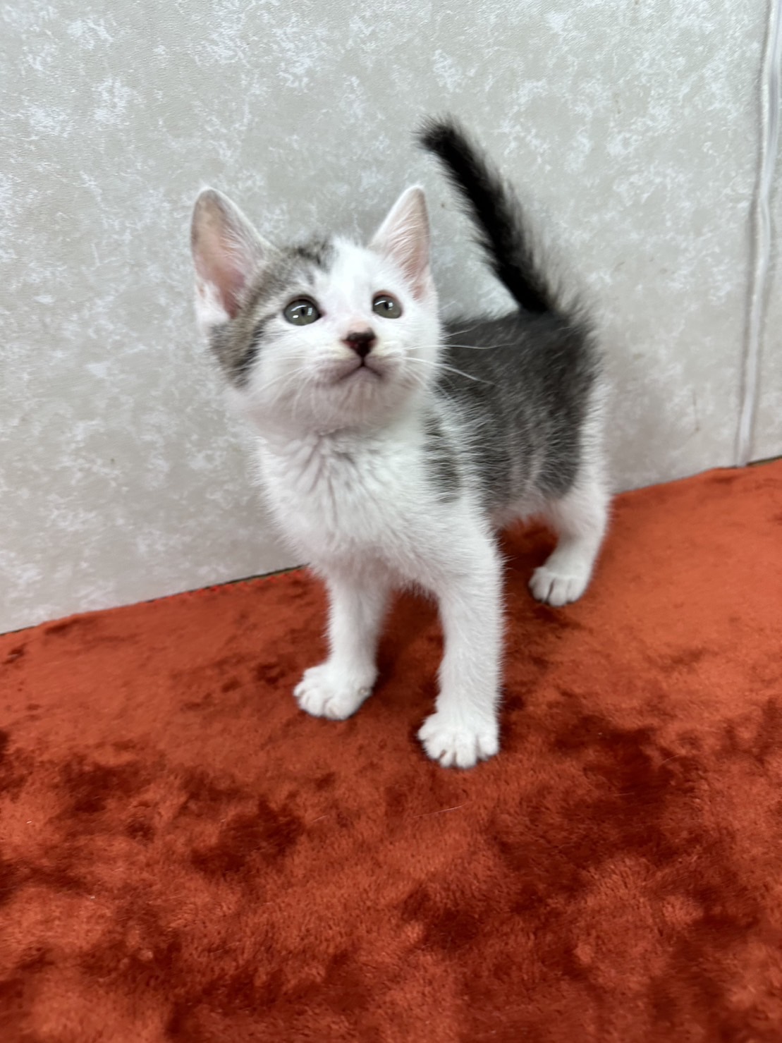 猫がいる生活の素晴らしさを教えてくれる❤しらす