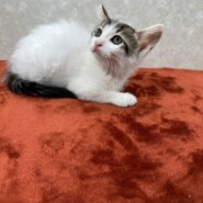 人に癒しを与えて人から愛情を貰う！兄弟猫❤ウオッカ