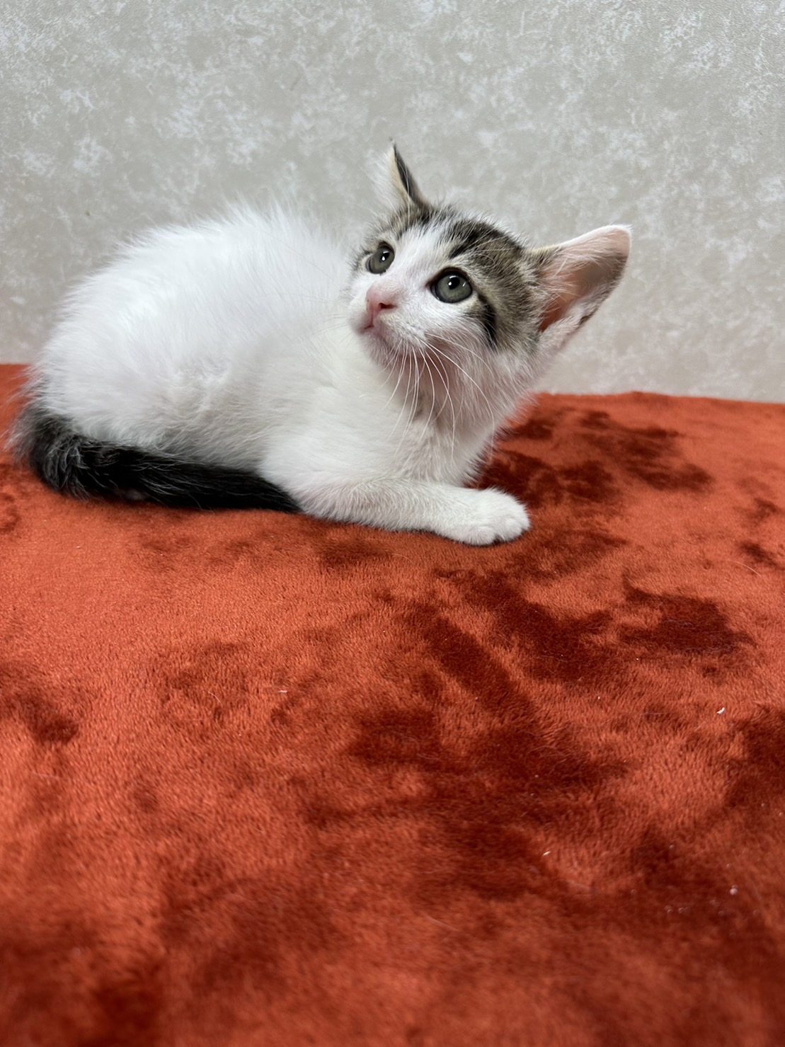 人に癒しを与えて人から愛情を貰う！兄弟猫❤ウオッカ