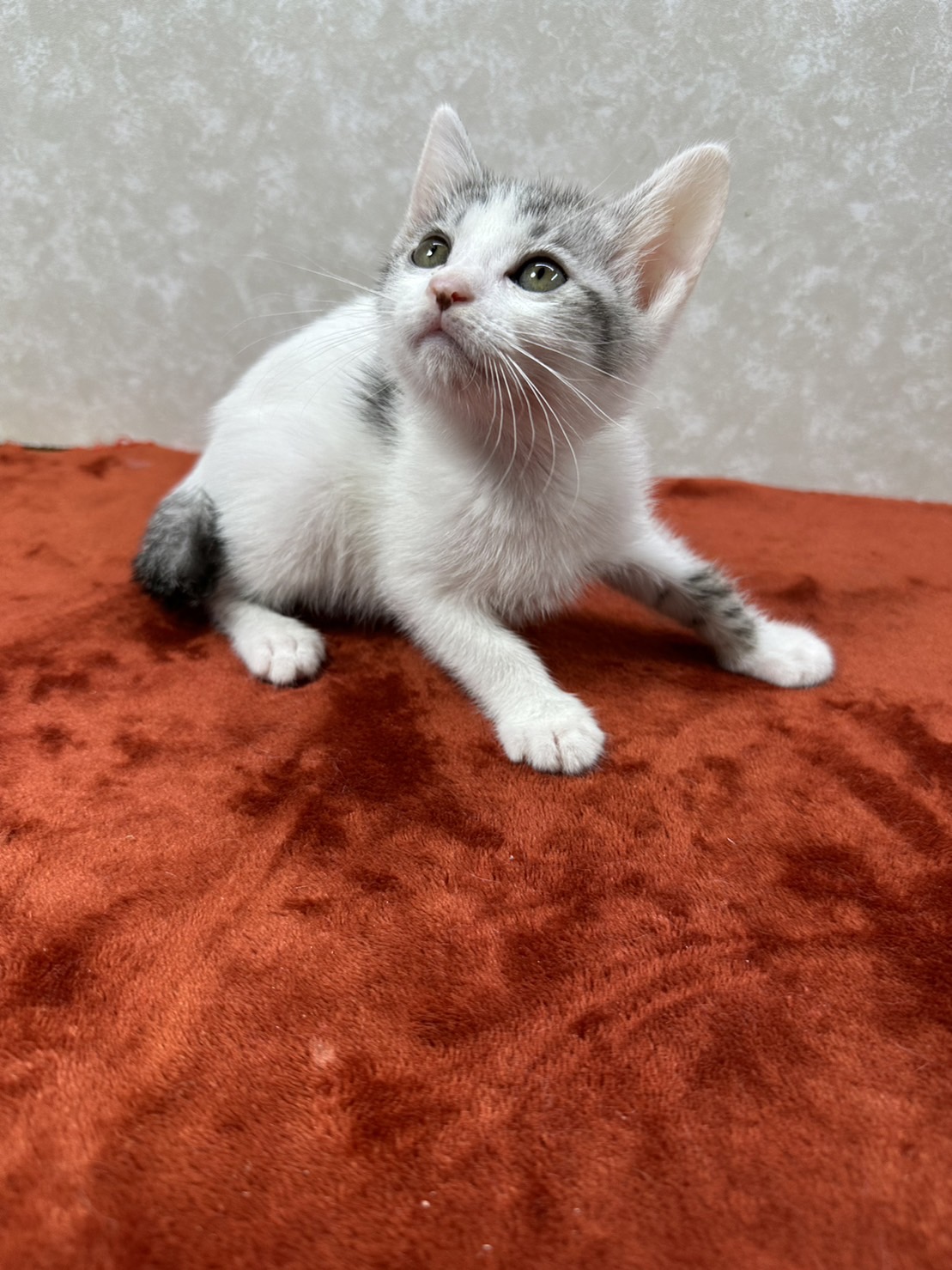 いつも傍にいて癒してくれる兄弟猫❤バーボン