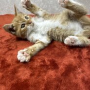 自分からポーズとるモデル猫！可愛すぎる❤タイガー