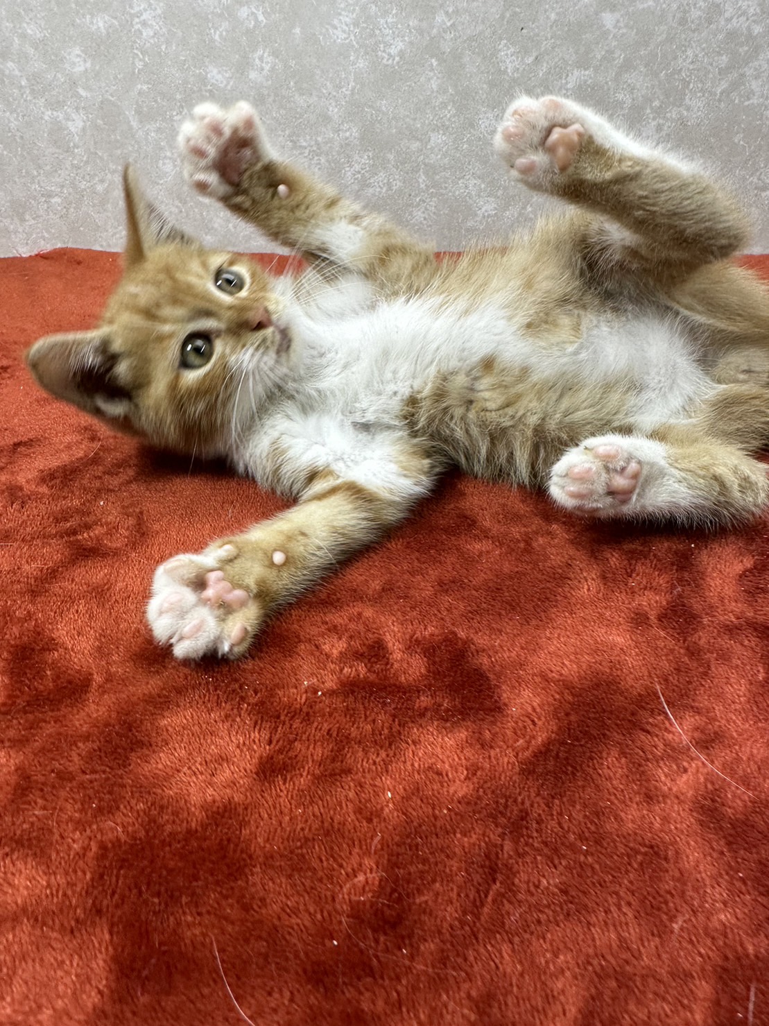 自分からポーズとるモデル猫！可愛すぎる❤タイガー