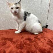 温厚で甘えっ子！癒されながら眠りたいなら美歩できまり