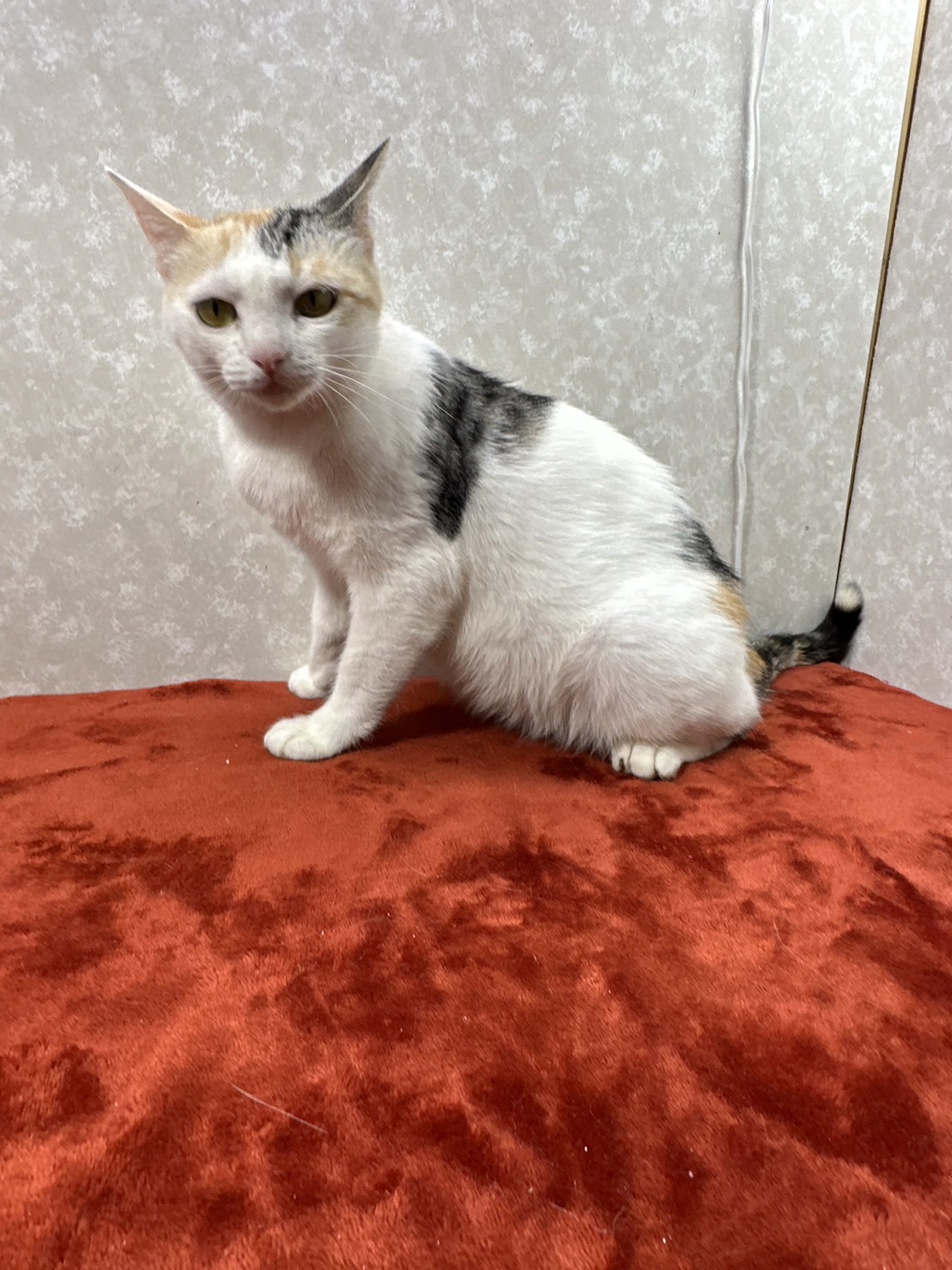 温厚で甘えっ子！癒されながら眠りたいなら美歩できまり