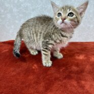 仕事に行くか猫と遊ぶか迷わせる美猫❤凪