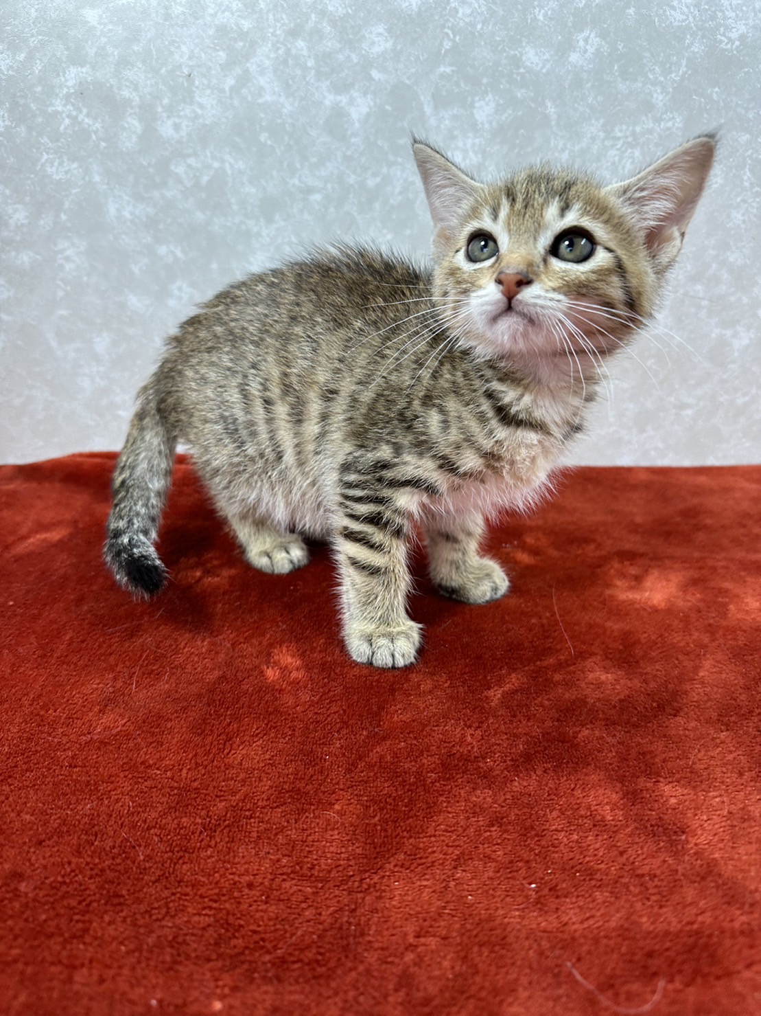 仕事に行くか猫と遊ぶか迷わせる美猫❤凪