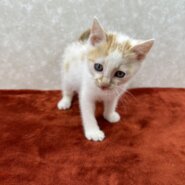 どこにでもいる白茶！どこでも寝れる❤にゃ太郎